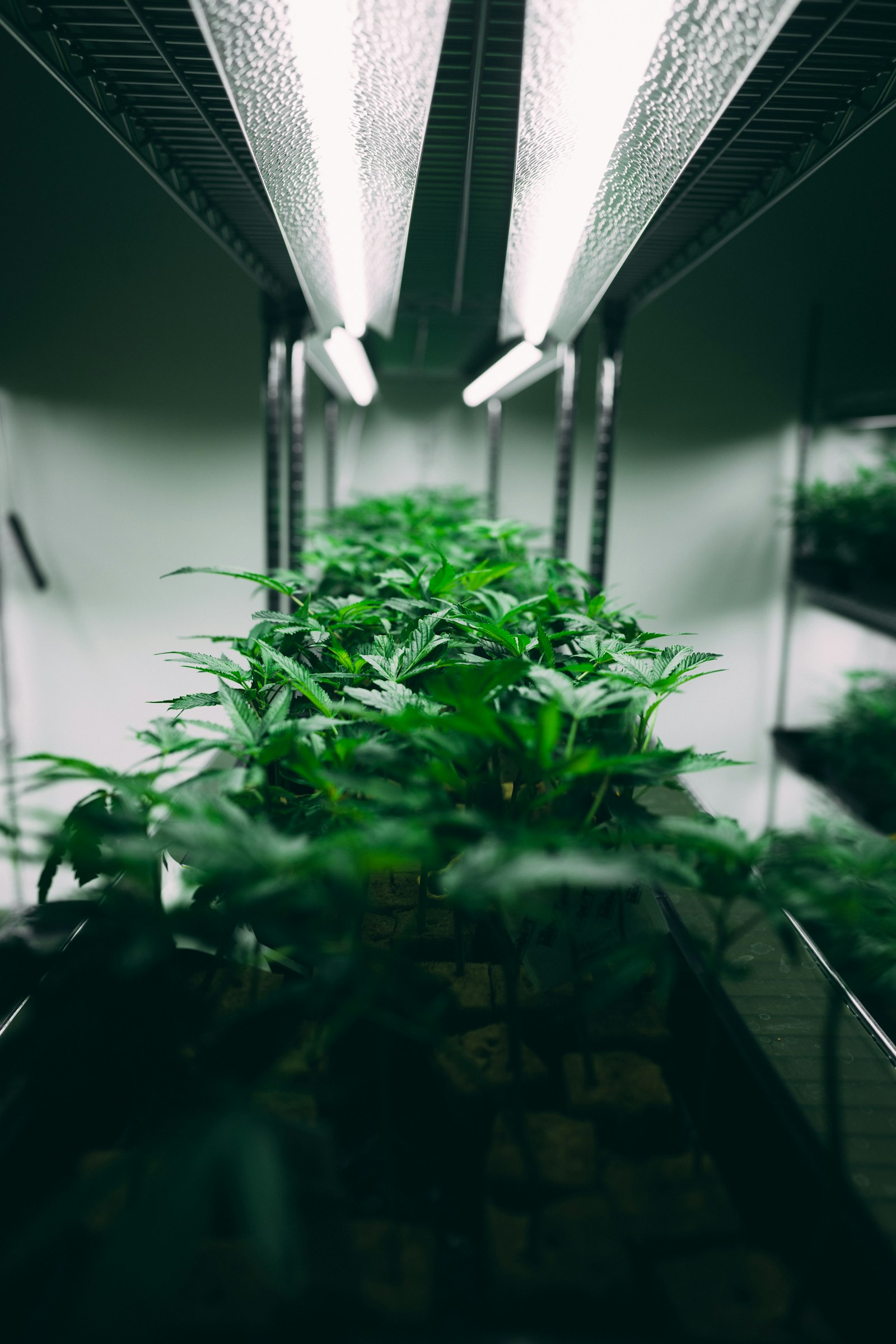 What a Healthy Mixing Business Actually Earns